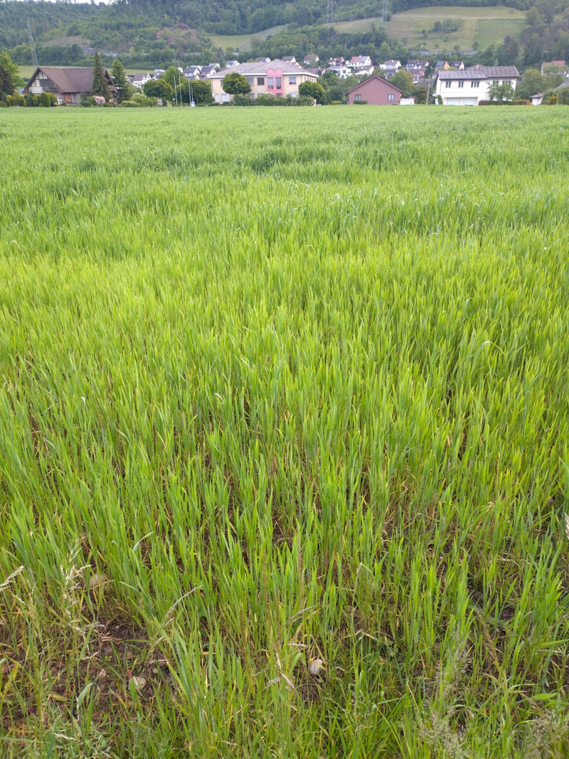 Saat-Weizen — Bild 4