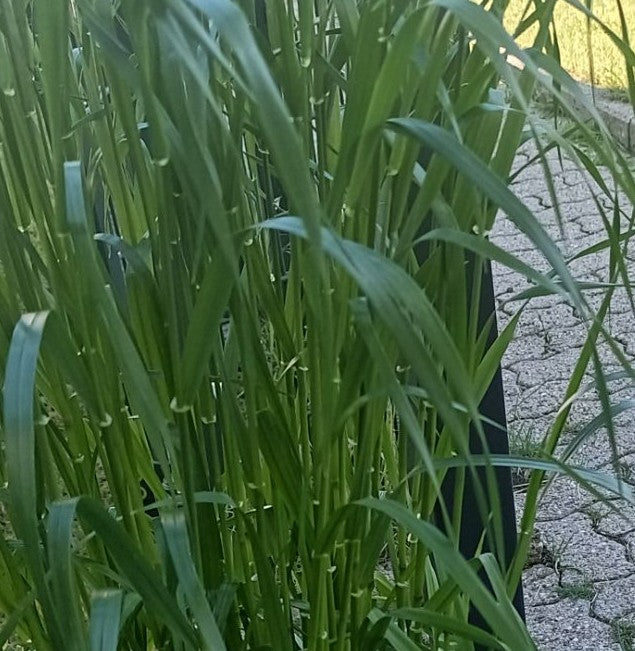 Saat-Weizen — Bild 3