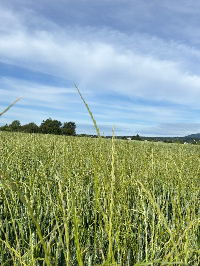 Saat-Weizen — Bild 1