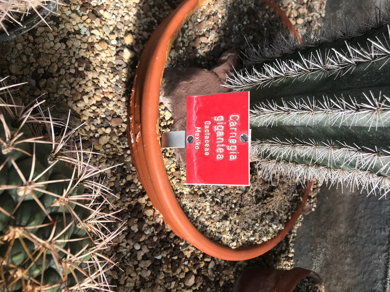 Saguaro-Kaktus — Bild 1 von 2