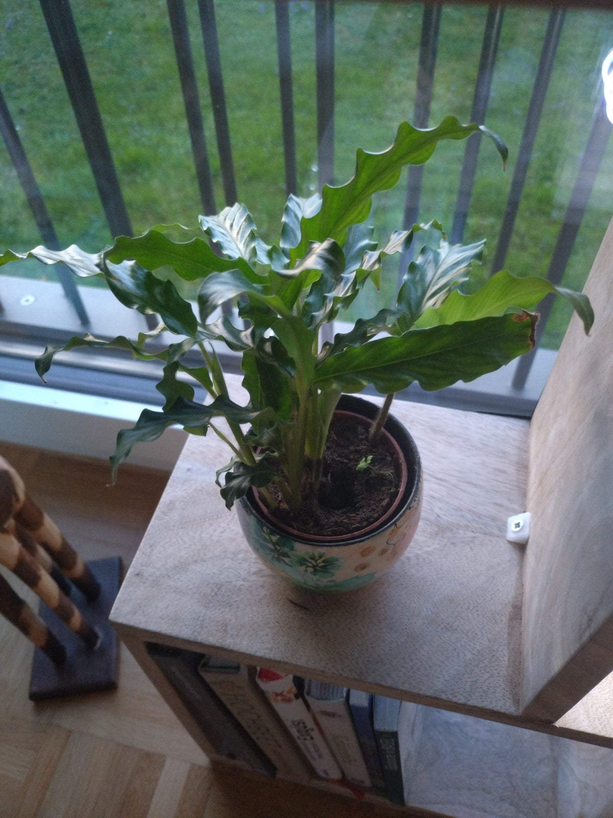 green on green monstera Monstera deliciosa Mint