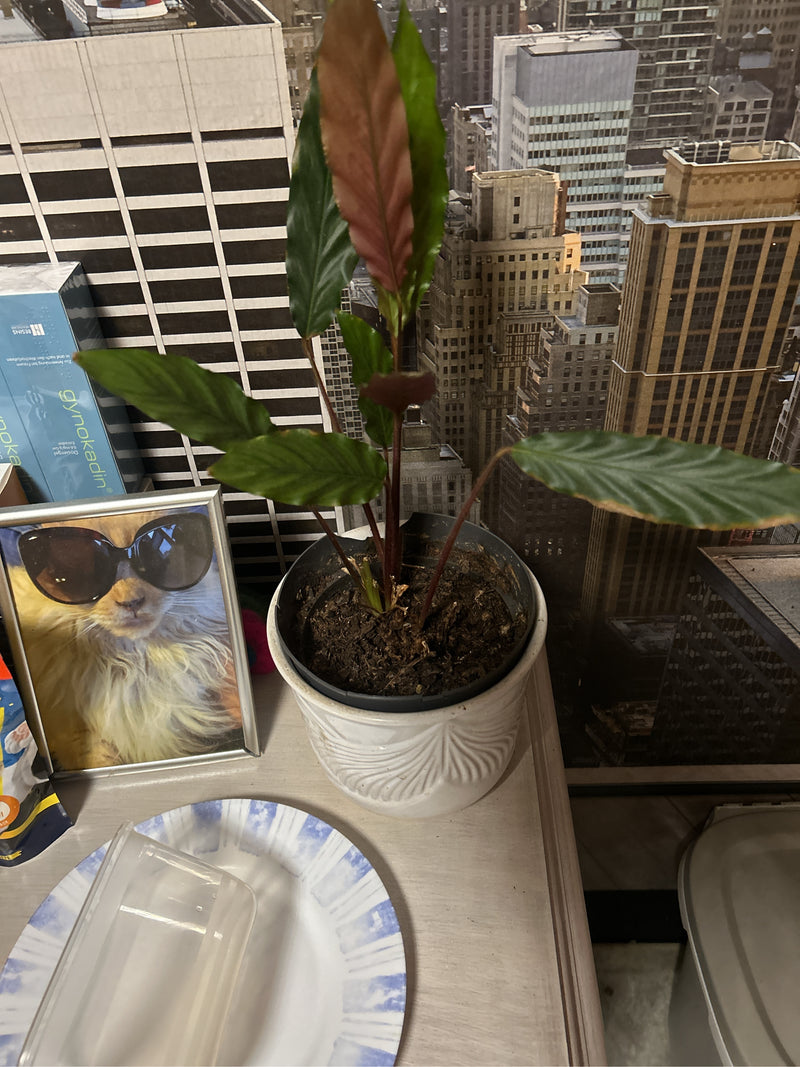 Zu sehen ist eine Samt-Korbmarante in einem weißen Blumentopf auf einem Tisch in einem Zimmer. Die Pflanze zeigt ihre typischen länglichen, grünen Blätter mi...