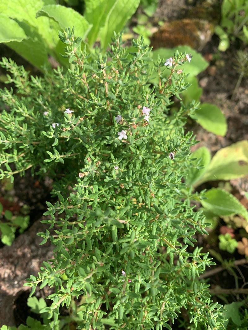 Quendel — Bild 5