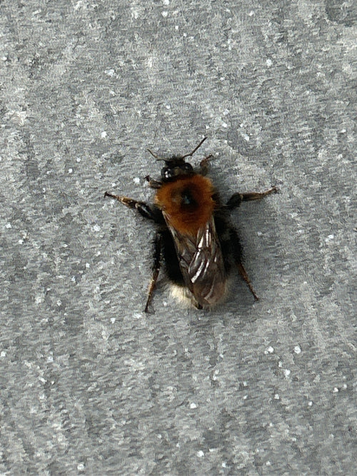 Baumhummel (Bombus hypnorum) — Beckum, 17.09.2026