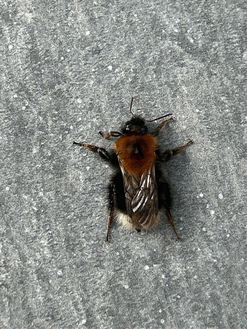 Baumhummel (Bombus hypnorum) — Beckum, 17.09.2026