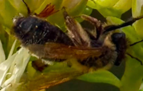 Sandbiene (Andrena) — Würselen, 09.07.2026