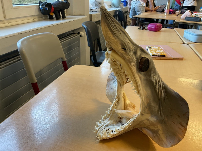 Sandtigerhai — Bild 1
