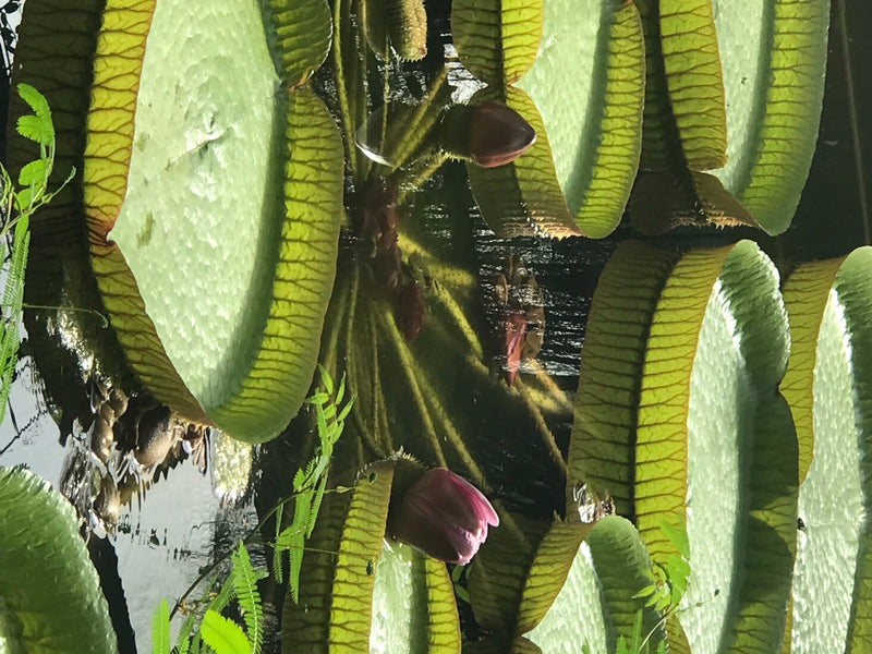 Santa-Cruz-Riesenseerose — Bild 5 von 5