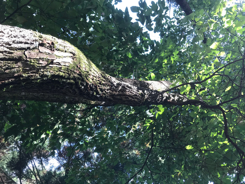 Sassafrasbaum — Bild 1 von 3