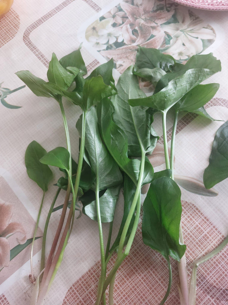 Auf dem Bild sind mehrere abgepflückte Sauerampfer-Pflanzen mit typischen pfeilförmigen Blättern und Stängeln zu sehen. Sie liegen auf einer hellen, gemuster...