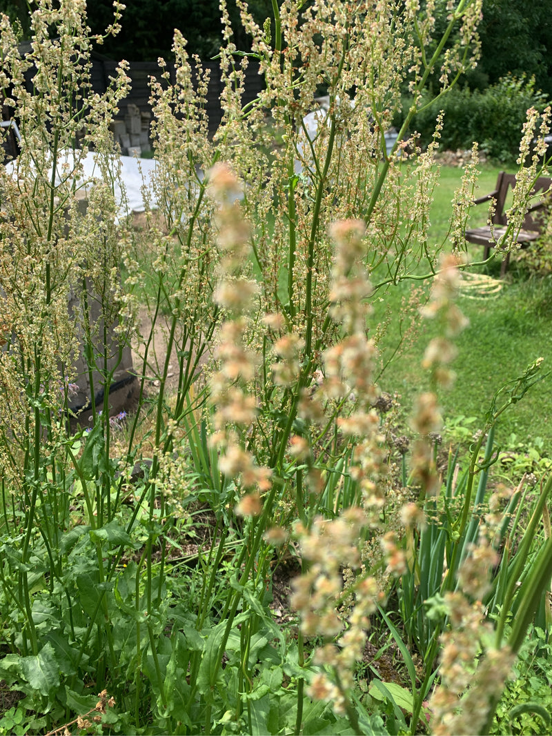 Zu sehen sind mehrere blühende Sauerampfer-Pflanzen mit ihren typischen, aufrechten Stängeln und Blütenständen in einem Garten.