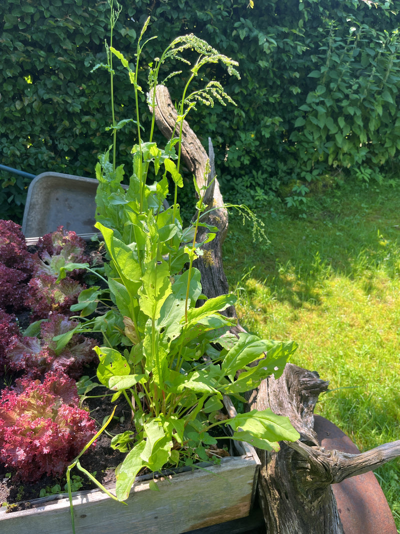 Zu sehen ist eine grüne Sauerampferpflanze in einem Hochbeet im Garten. Die Pflanze zeigt ihre typischen länglichen Blätter und schlanken Stängel.