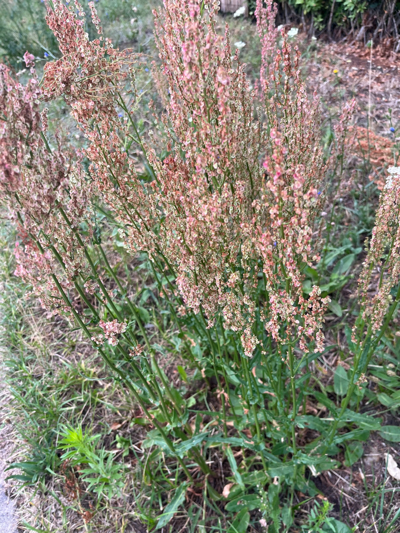 Zu sehen ist eine Gruppe von Sauerampfer-Pflanzen mit ausgeprägten, rötlichen Fruchtständen. Sie wachsen auf einer Wiese mit Boden und Gras im Hintergrund.