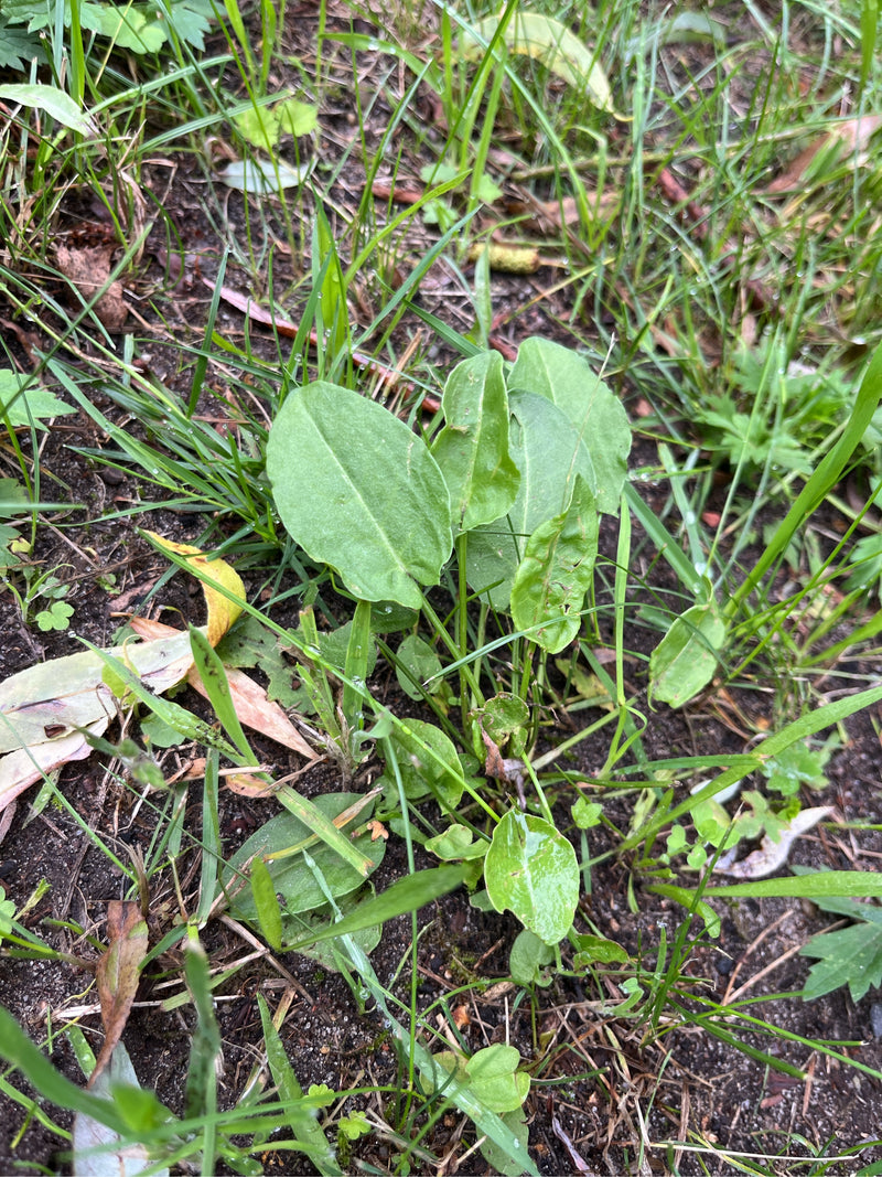 Auf dem Bild ist eine junge Sauerampferpflanze mit ihren charakteristischen, pfeilförmigen Blättern zu sehen. Sie wächst inmitten von Gras und feuchter Erde.