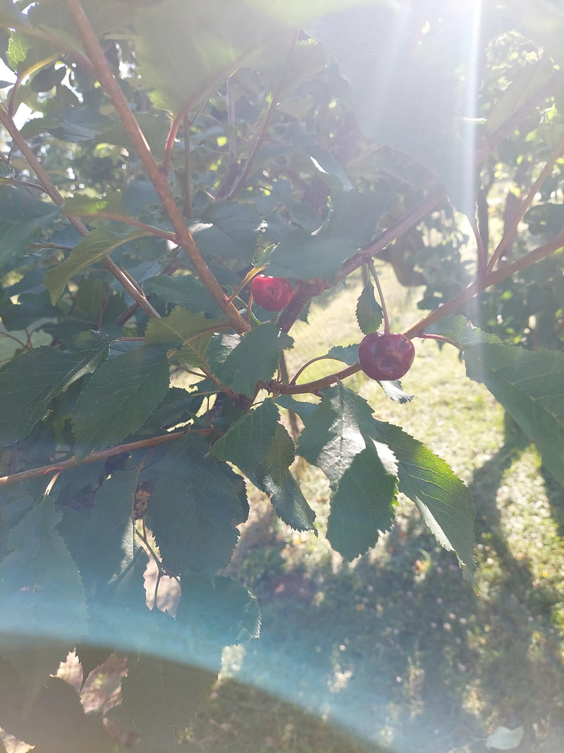 Auf dem Bild sind zwei reife rote Kirschen an einem grünen Zweig zu sehen. Das helle Sonnenlicht scheint durch die Blätter.