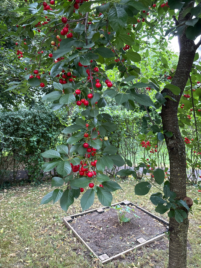 Auf dem Bild ist ein reifer Kirschbaum mit zahlreichen roten Glaskirschen und grünen Blättern zu sehen. Die Früchte hängen in Clustern an den Zweigen.