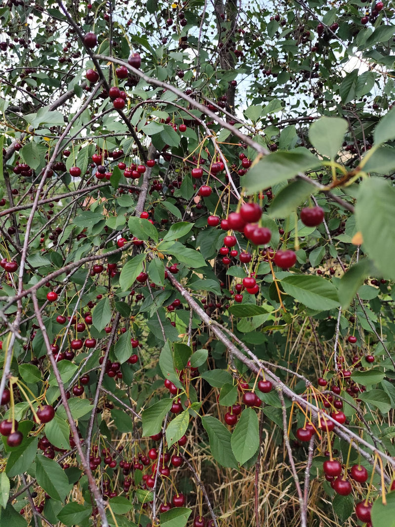 Zahlreiche rote, reife Kirschen hängen an den filigranen Zweigen eines Baumes voller grüner Blätter.