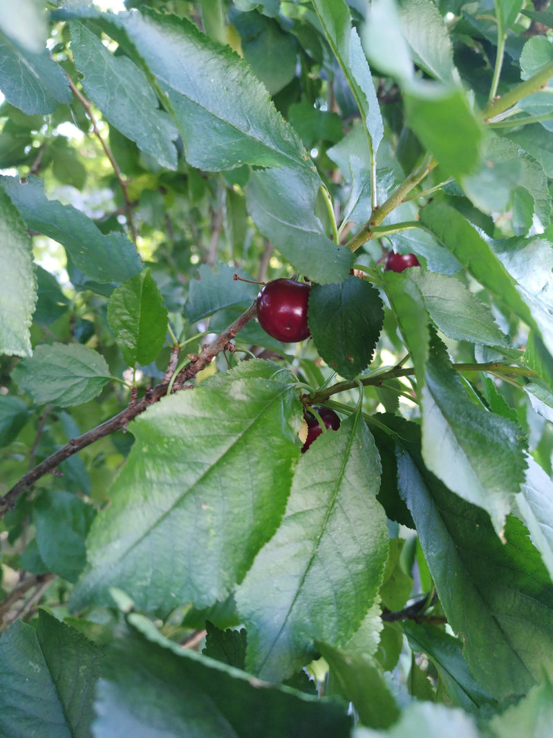 Auf dem Bild sind rote, reife Glaskirschen zu sehen, die an einem Ast zwischen dichtem grünem Laub hängen. Die Früchte und Blätter sind scharf abgebildet und...