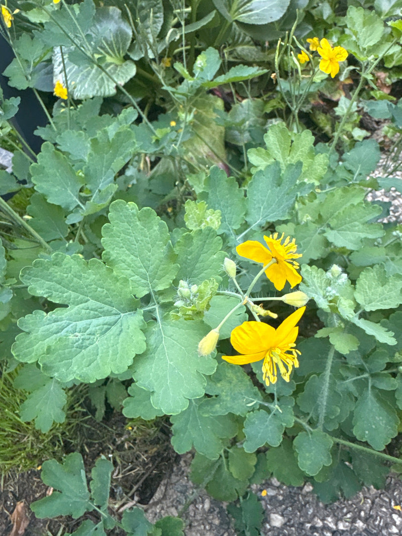 Schoellkraut — Bild 1