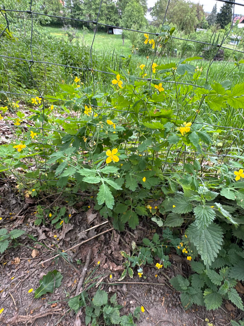 Schoellkraut — Bild 4