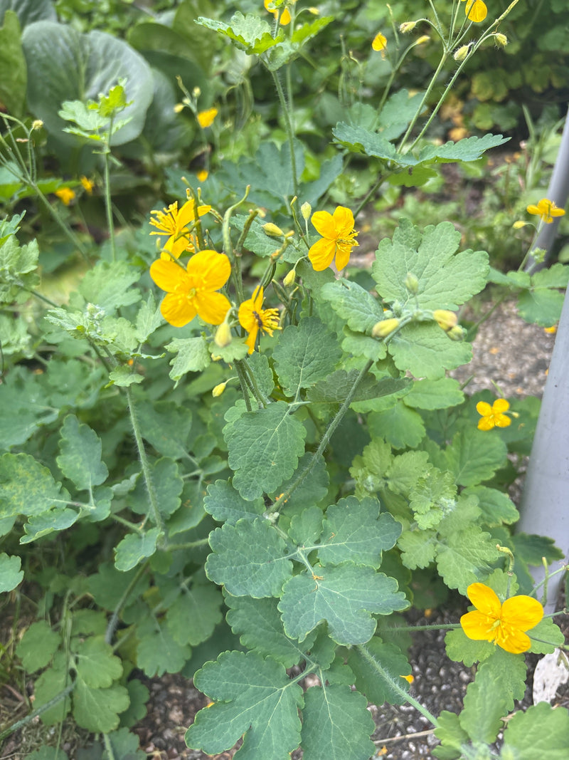 Schoellkraut — Bild 2