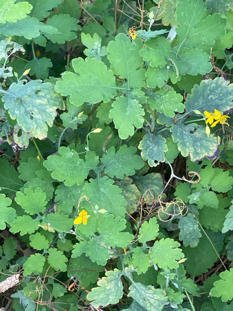 Schoellkraut — Bild 2