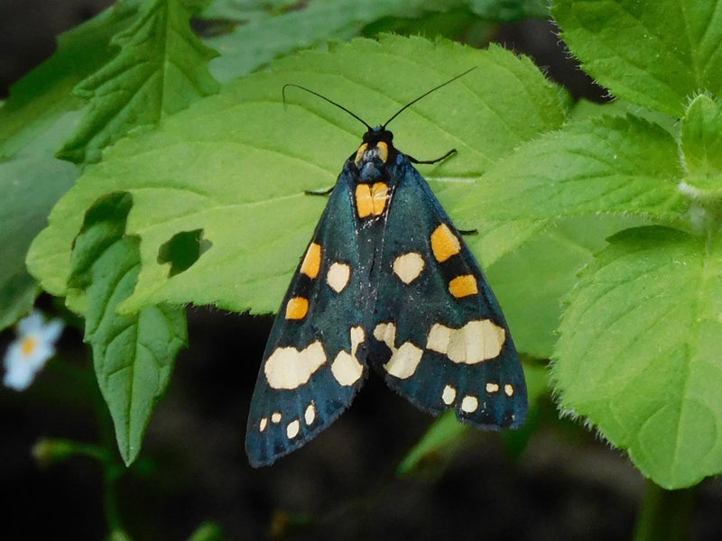 Schönbär — Bild 2