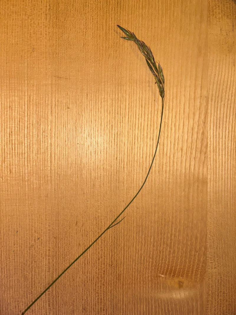 Schaf-Schwingel — Bild 1