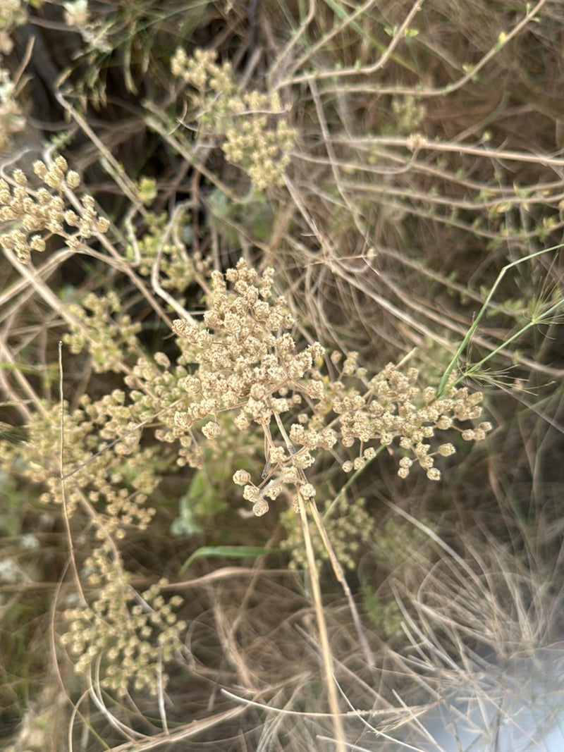 Schafgarben — Bild 2