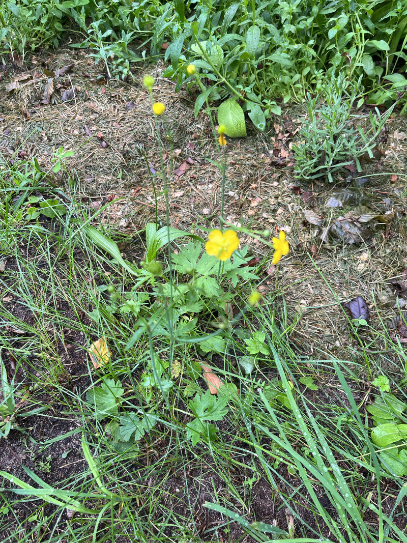 Auf der Aufnahme ist ein Scharfer Hahnenfuß mit gelben Blüten und grünen Blättern zu sehen, der auf einer Wiese wächst. Die Pflanze steht zentral im Bild vor...