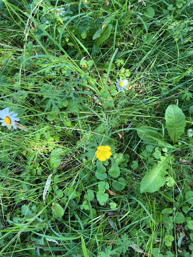 Eine gelbe Blüte des Scharfen Hahnenfußes wächst mitten auf einer Wiese im hohen Gras.