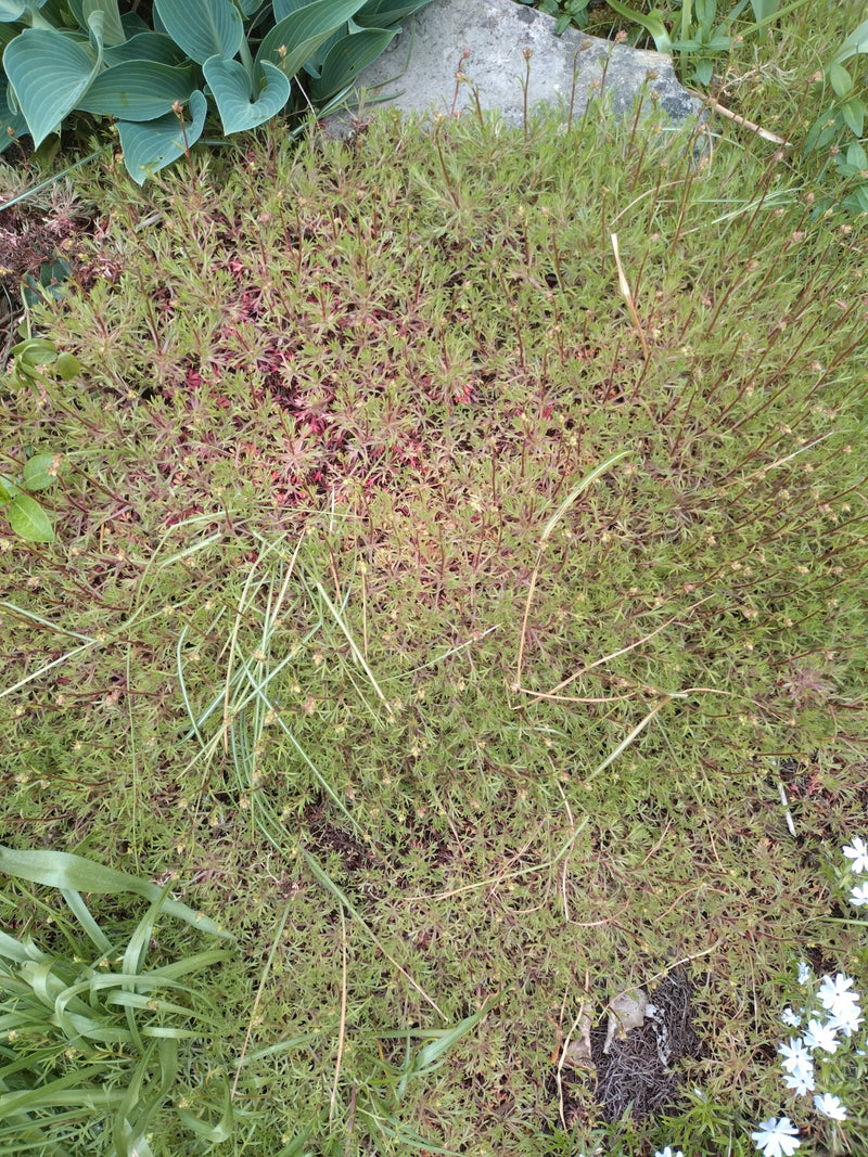 Fetthenne — Bild 4