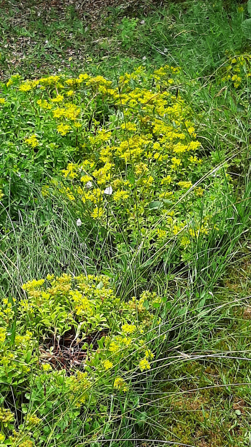 Auf dem Bild ist eine blühende Fetthenne mit typischen gelben Blüten zu sehen, die in einer Wiese wächst. Die Aufnahme zeigt die Pflanze von oben in ihrer na...