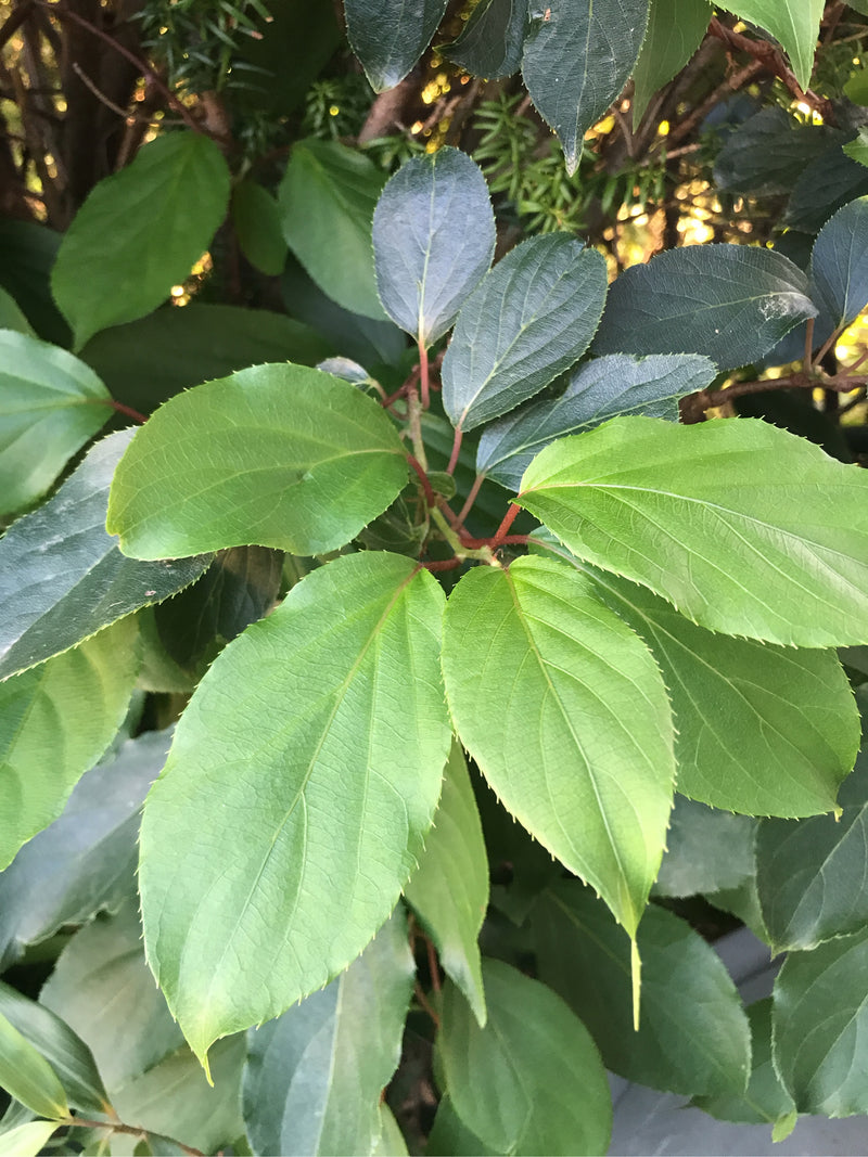 Scharfzähniger Strahlengriffel (Mini-Kiwi) — Bild 5 von 5