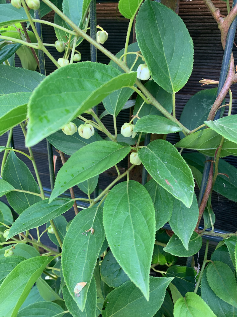 Scharfzähniger Strahlengriffel (Mini-Kiwi) — Bild 1