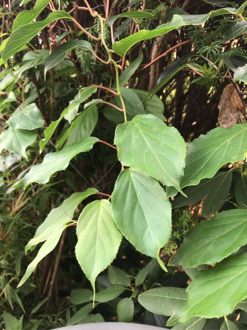 Scharfzähniger Strahlengriffel (Mini-Kiwi) — Bild 1 von 5