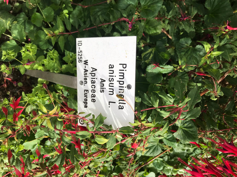 Zu sehen ist eine gesunde Fuchsiapflanze mit charakteristischen roten Blüten und grünem Laub in einem Beet. Im Vordergrund befindet sich ein weißes Pflanzens...