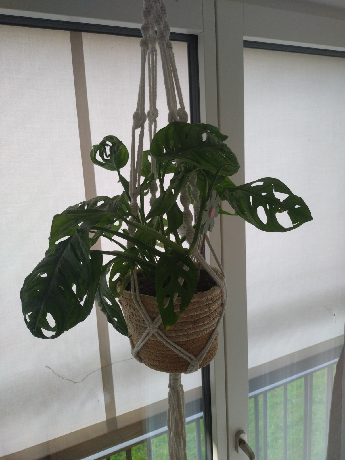 watermelon plant peperomia Peperomia 'Watermelon Variegated'