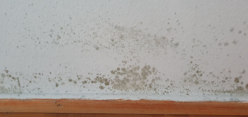 Schwärzeschimmel — Bild 1