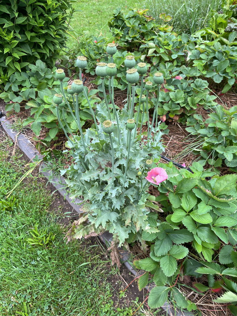 Schlafmohn — Bild 1