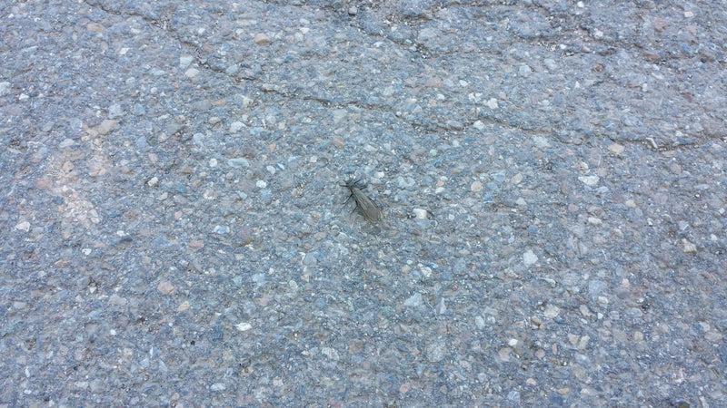 Schlammfliege — Bild 1