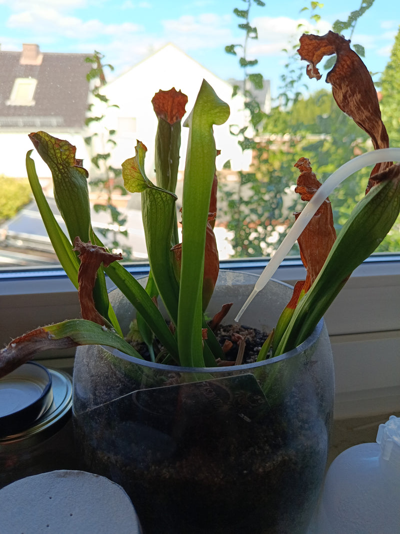 Schlauchpflanze — Bild 1