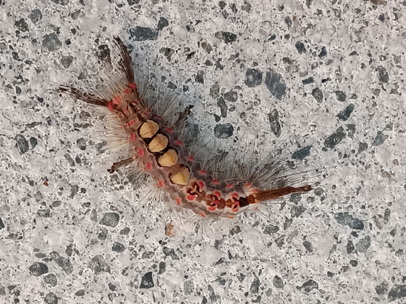 Schlehen-Bürstenspinner — Bild 1