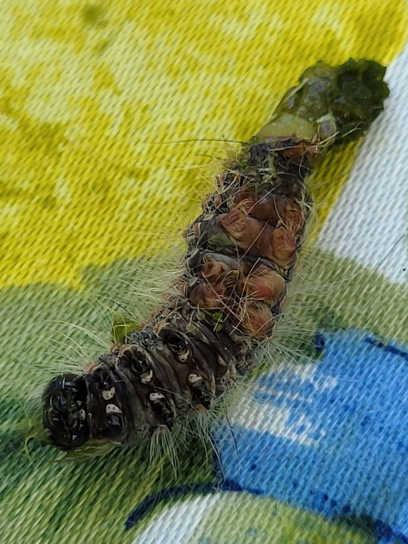Schlehen-Bürstenspinner — Bild 2