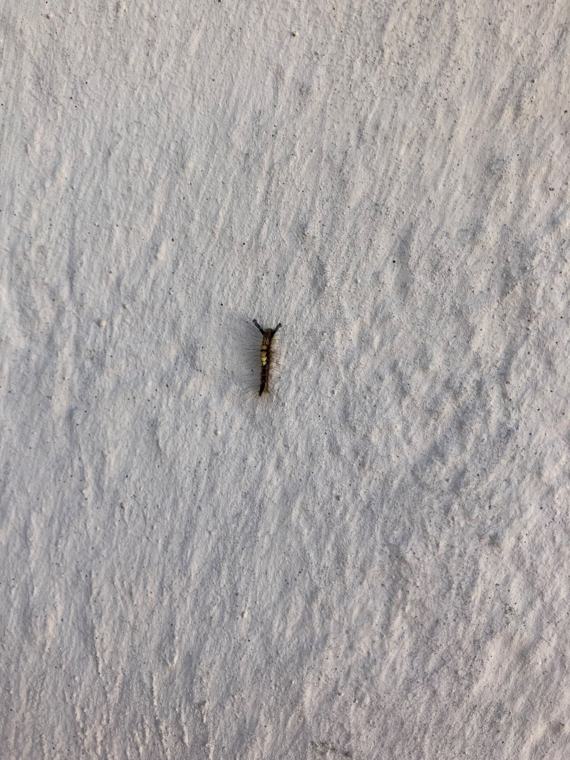 Schlehen-Bürstenspinner — Bild 5
