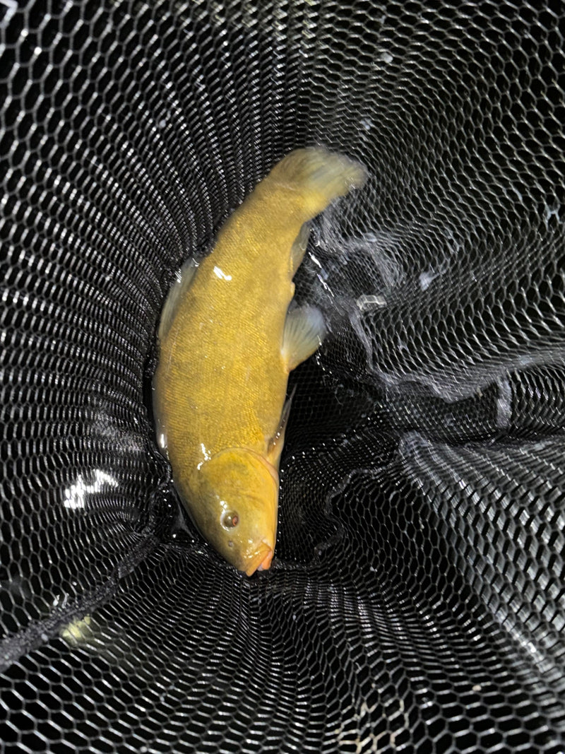 Schleie — Bild 1