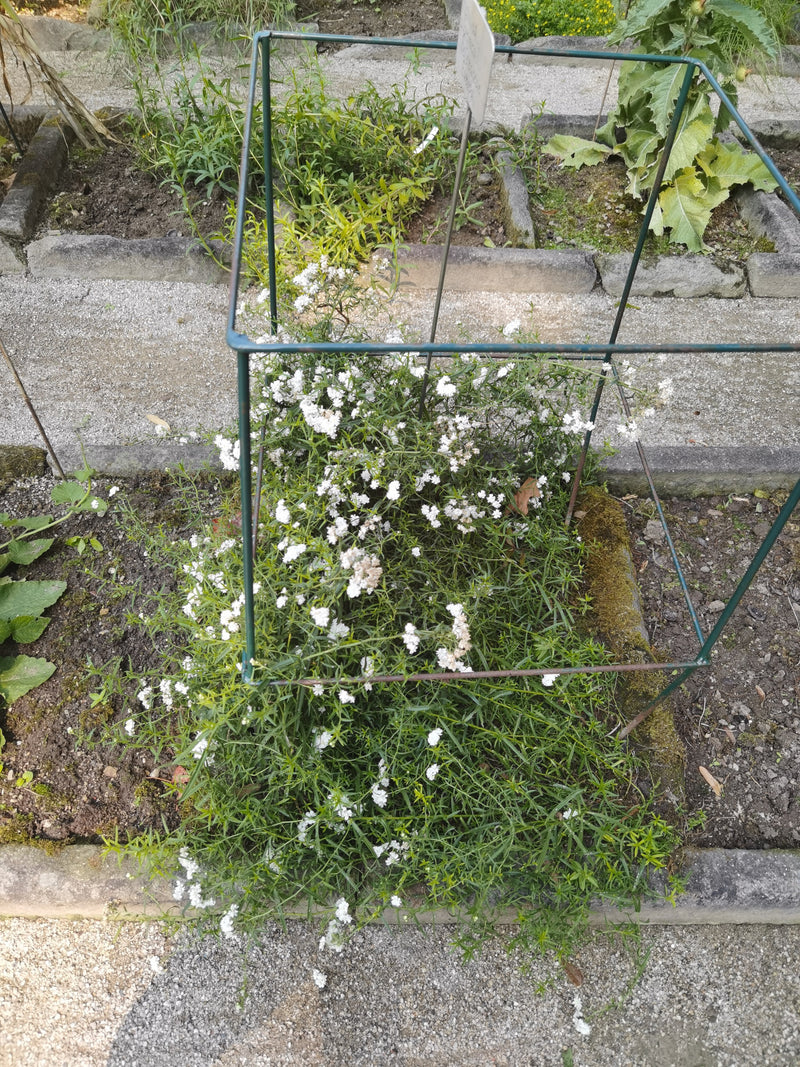 Schleierkraut — Bild 2