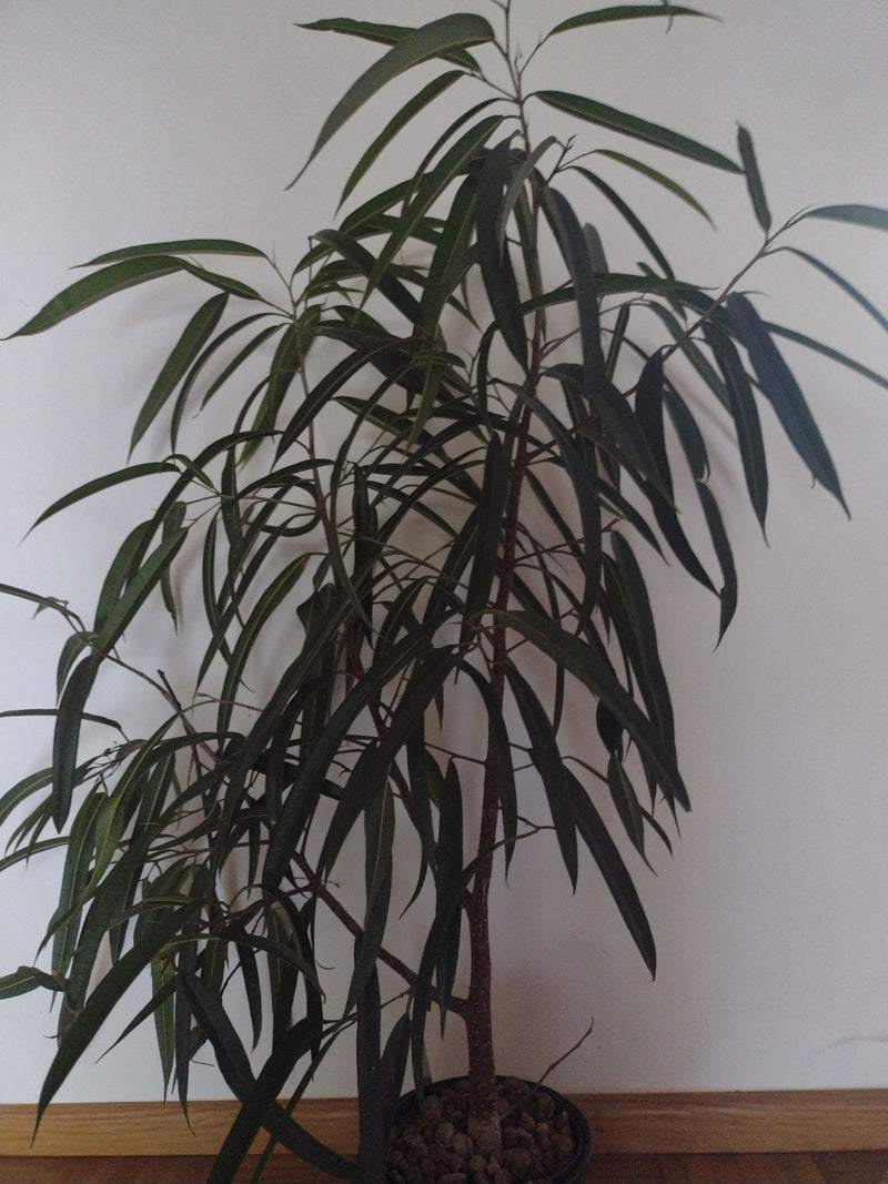 Zu sehen ist eine Schmalblättrige Feige in einem Blumentopf vor einer hellen Wand. Die Pflanze hat viele schmale, dunkelgrüne Blätter und wächst aufrecht.