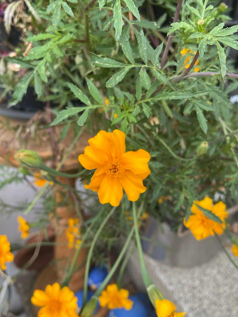 Schmalblättrige Studentenblume — Bild 1