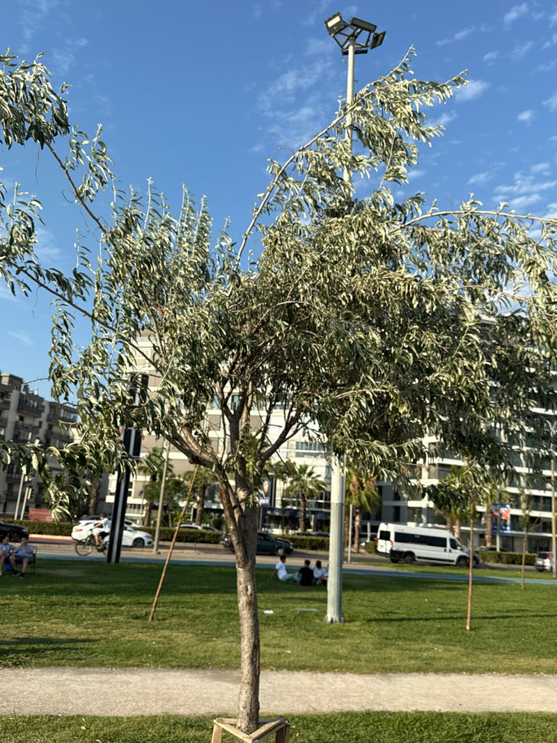 Schmalblättrige Ölweide — Bild 5